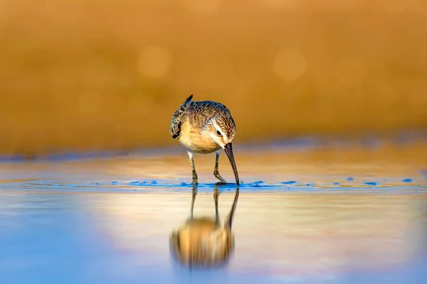 水と水の鳥サンドパイパー カラフルな自然の生息地の背景 一般的な水鳥 カールサンドパイパー — ストック写真