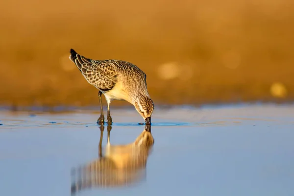 Pájaro Acuático Sandpiper Fondo Colorido Hábitat Naturaleza Pájaro Acuático Común — Foto de Stock