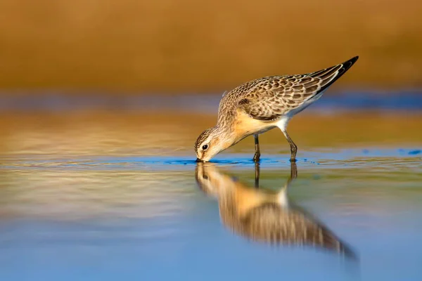 Vodní Vodní Pták Sandpiper Barevné Pozadí Přírodních Stanovišť Ptáček Obecný — Stock fotografie