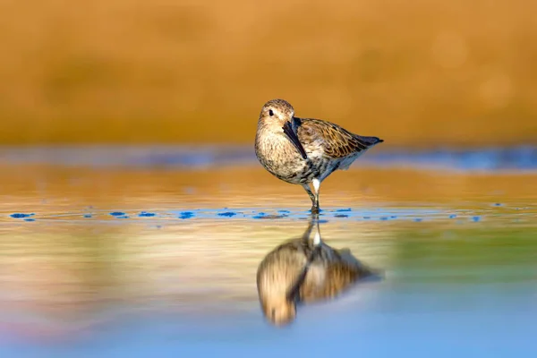 Water and water bird. Sandpiper. Colorful nature habitat background. Common water bird: Curlew Sandpiper.
