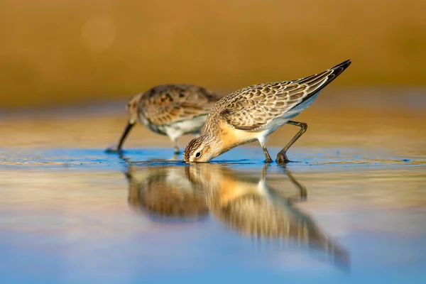 Aves Aquáticas Aquáticas Sandpiper Natureza Colorida Habitat Fundo Pássaro Água — Fotografia de Stock