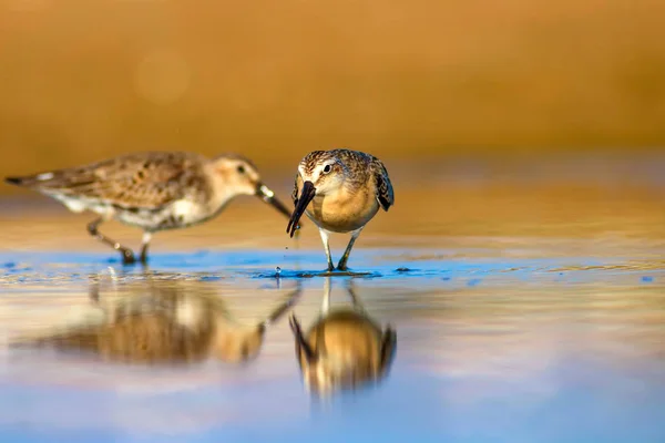 Woda Ptak Wodny Sandpiper Kolorowe Tło Siedlisk Przyrodniczych Pospolity Ptak — Zdjęcie stockowe