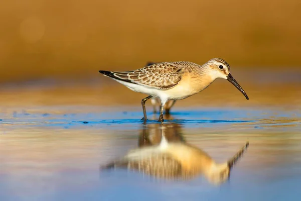 Νερό Και Νερό Sandpiper Πολύχρωμο Περιβάλλον Περιβάλλοντος Φύσης Κοινό Πτηνό — Φωτογραφία Αρχείου