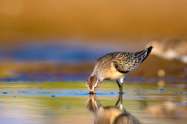 Su kuşu Sandpiper. Renkli doğal arka plan. Ortak su kuşu: Curlew Sandpiper. 