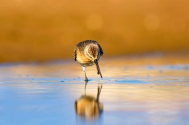Su kuşu Sandpiper. Renkli doğal arka plan. Ortak su kuşu: Curlew Sandpiper. 