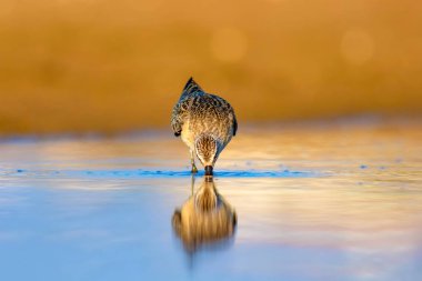 Su kuşu Sandpiper. Renkli doğal arka plan. Ortak su kuşu: Curlew Sandpiper. 