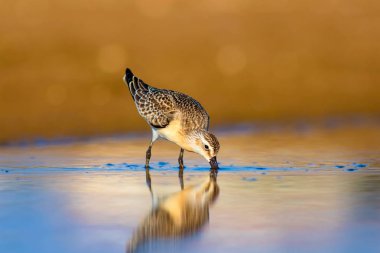 Su kuşu Sandpiper. Renkli doğal arka plan. Ortak su kuşu: Curlew Sandpiper. 