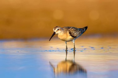 Su kuşu Sandpiper. Renkli doğal arka plan. Ortak su kuşu: Curlew Sandpiper. 