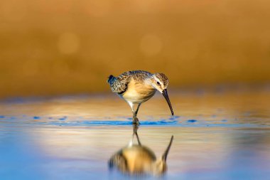 Su kuşu Sandpiper. Renkli doğal arka plan. Ortak su kuşu: Curlew Sandpiper. 