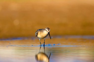 Su kuşu Sandpiper. Renkli doğal arka plan. Ortak su kuşu: Curlew Sandpiper. 