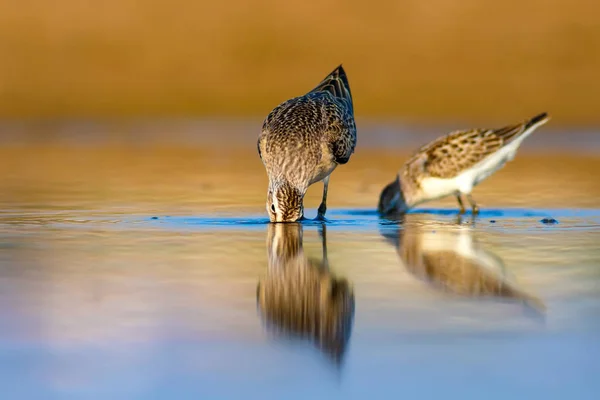 Water Vogel Zandloper Kleurrijke Natuurlijke Achtergrond Gemeenschappelijke Water Vogel Curlew — Stockfoto