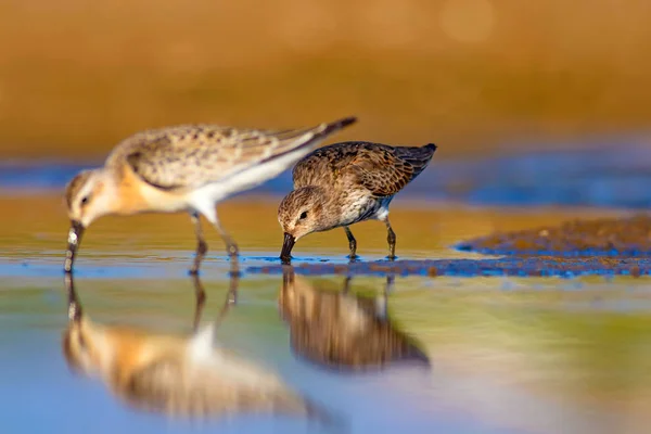 Птичка Сэндпайпер Красочный Естественный Фон Обычная Водоплавающая Птица Сэндпайпер — стоковое фото