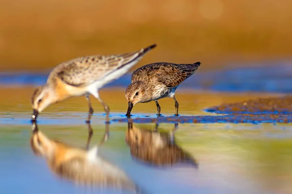 Вода Птах Санпайпер Барвистий Природний Фон Звичайна Водяна Птах Керлью — стокове фото