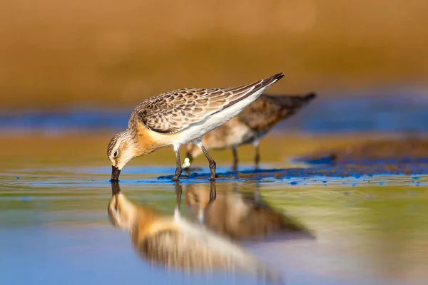 Vodní Pták Sandpiper Barevný Přirozený Podklad Ptáček Obecný Curlew Sandpiper — Stock fotografie