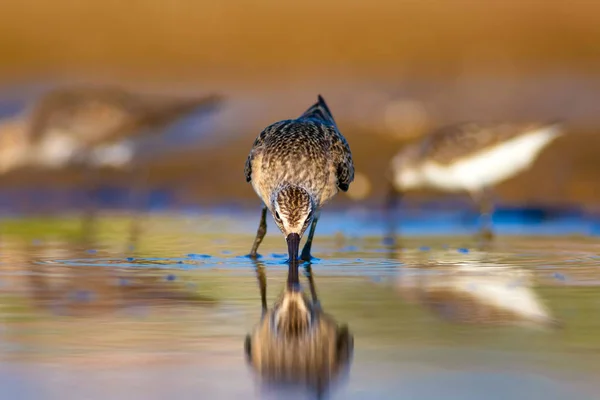 Water Vogel Zandloper Kleurrijke Natuurlijke Achtergrond Gemeenschappelijke Water Vogel Curlew — Stockfoto