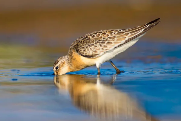 Wasservogel Wasserläufer Farbenfroher Natürlicher Hintergrund Gewöhnlicher Wasservogel Brachwasserläufer — Stockfoto