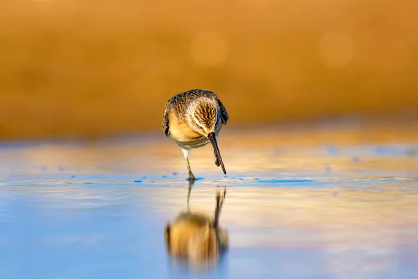 Vízi Cankó Színes Természetes Háttér Közönséges Vízmadár Curlew Sandpiper — Stock Fotó