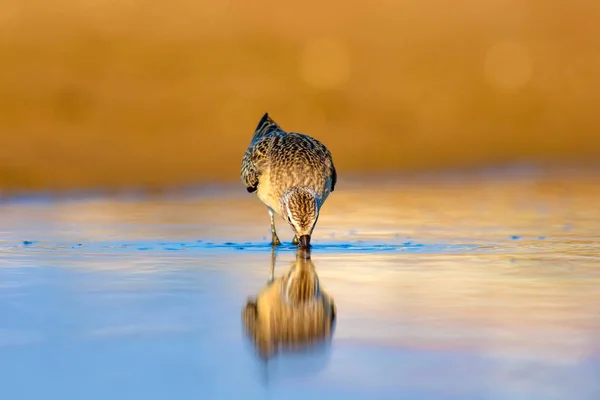 Pássaro Água Sandpiper Fundo Natural Colorido Pássaro Água Comum Curlew — Fotografia de Stock