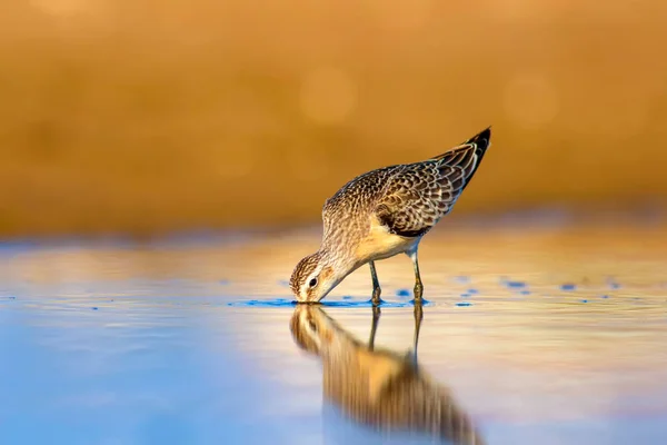 Vízi Cankó Színes Természetes Háttér Közönséges Vízmadár Curlew Sandpiper — Stock Fotó