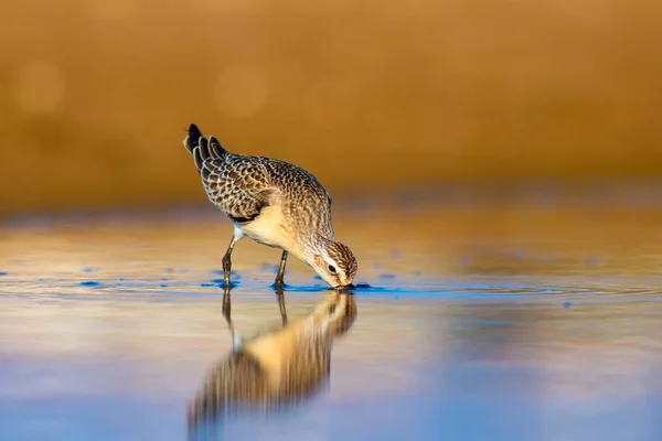 Wasservogel Wasserläufer Farbenfroher Natürlicher Hintergrund Gewöhnlicher Wasservogel Brachwasserläufer — Stockfoto