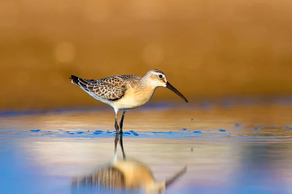 Vízi Cankó Színes Természetes Háttér Közönséges Vízmadár Curlew Sandpiper — Stock Fotó