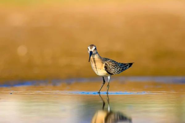 Water bird Sandpiper. Colorful natural background. Common water bird: Curlew Sandpiper.