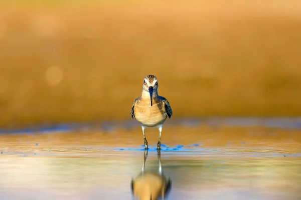 Vodní Pták Sandpiper Barevný Přirozený Podklad Ptáček Obecný Curlew Sandpiper — Stock fotografie