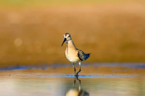 Vatten Fågel Snäppa Färgglad Naturlig Bakgrund Gemensam Vatten Fågel Curlew — Stockfoto