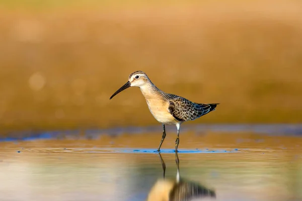 Pássaro Água Sandpiper Fundo Natural Colorido Pássaro Água Comum Curlew — Fotografia de Stock