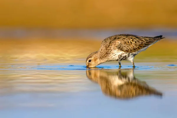 Uccello Acquatico Sandpiper Sfondo Naturale Colorato Uccello Acqua Comune Curlew — Foto Stock
