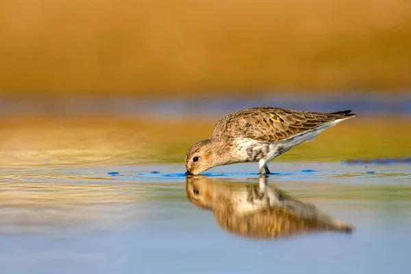 Bécasseau Eau Fond Naturel Coloré Oiseau Eau Commun Bécasseau Courlis — Photo