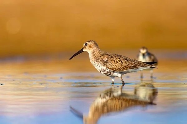Water Vogel Zandloper Kleurrijke Natuurlijke Achtergrond Gemeenschappelijke Water Vogel Curlew — Stockfoto