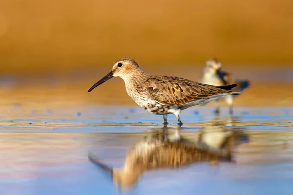 Pássaro Água Sandpiper Fundo Natural Colorido Pássaro Água Comum Curlew — Fotografia de Stock