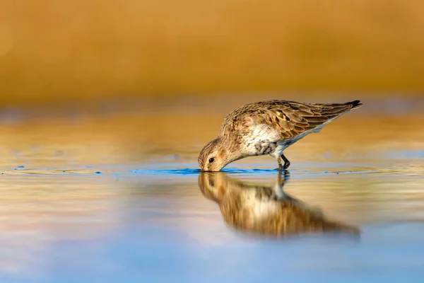 Water Vogel Zandloper Kleurrijke Natuurlijke Achtergrond Gemeenschappelijke Water Vogel Curlew — Stockfoto