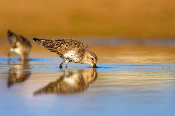 Kuşu Sandpiper Renkli Doğal Arka Plan Ortak Kuşu Curlew Sandpiper — Stok fotoğraf