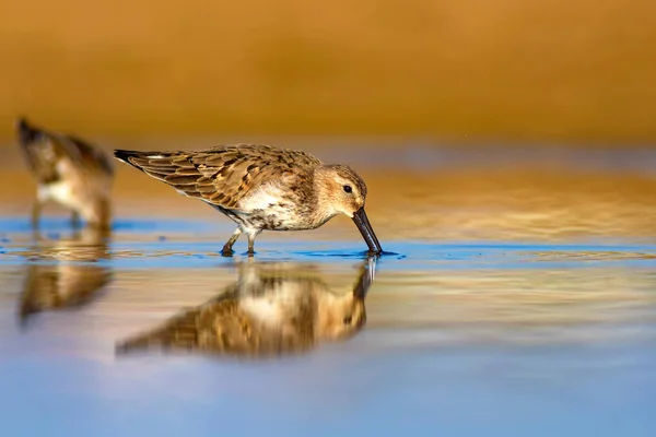 Wasservogel Wasserläufer Farbenfroher Natürlicher Hintergrund Gewöhnlicher Wasservogel Brachwasserläufer — Stockfoto