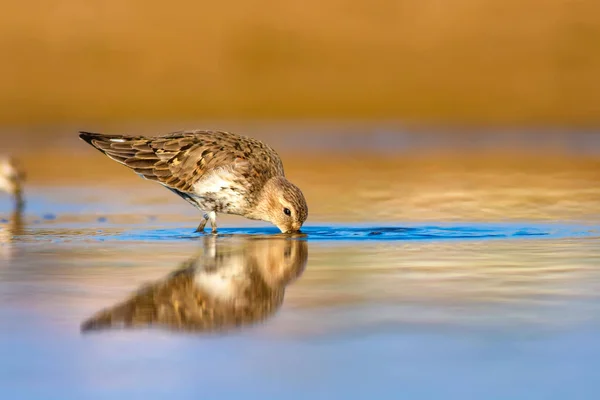 Kuşu Sandpiper Renkli Doğal Arka Plan Ortak Kuşu Curlew Sandpiper — Stok fotoğraf