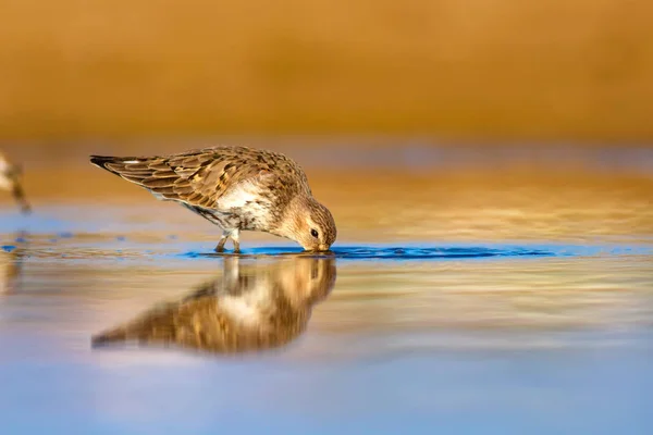 Птичка Сэндпайпер Красочный Естественный Фон Обычная Водоплавающая Птица Сэндпайпер — стоковое фото