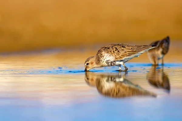 Vízi Cankó Színes Természetes Háttér Közönséges Vízmadár Curlew Sandpiper — Stock Fotó