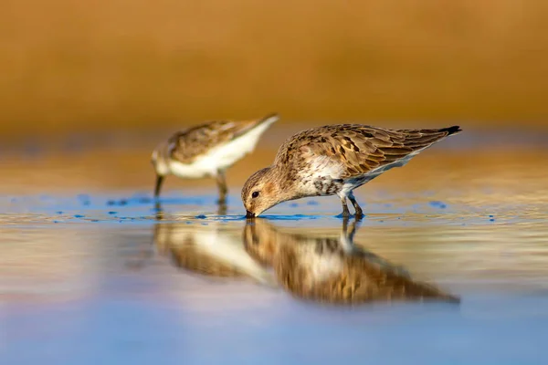 Vodní Pták Sandpiper Barevný Přirozený Podklad Ptáček Obecný Curlew Sandpiper — Stock fotografie