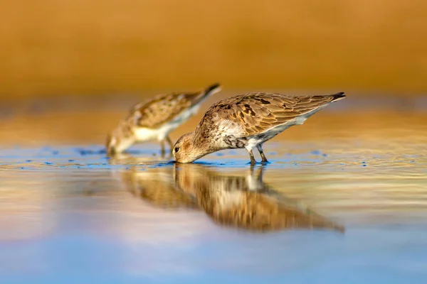 Ptak Wodny Sandpiper Kolorowe Naturalne Tło Pospolity Ptak Wodny Curlew — Zdjęcie stockowe