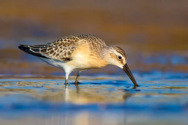 Water Bird Sandpiper Colorful Natural Background Common Water Bird Curlew — Stock Photo, Image