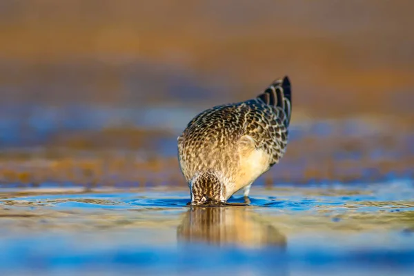 Kuşu Sandpiper Renkli Doğal Arka Plan Ortak Kuşu Curlew Sandpiper — Stok fotoğraf