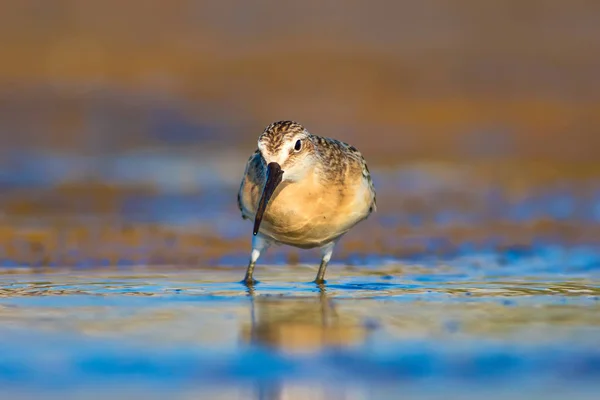 Ptak Wodny Sandpiper Kolorowe Naturalne Tło Pospolity Ptak Wodny Curlew — Zdjęcie stockowe