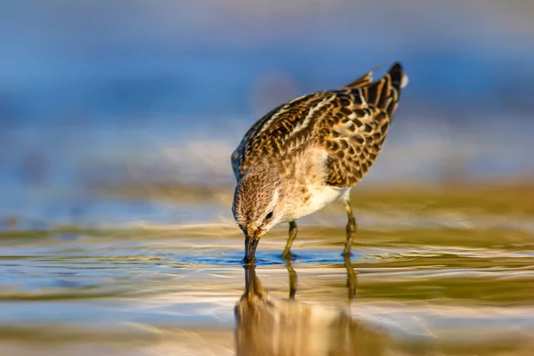 Cute little water bird. Colorful nature background.