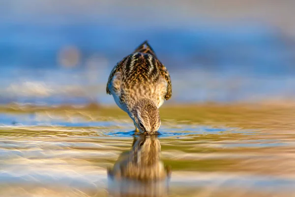 Cute little water bird. Colorful nature background.