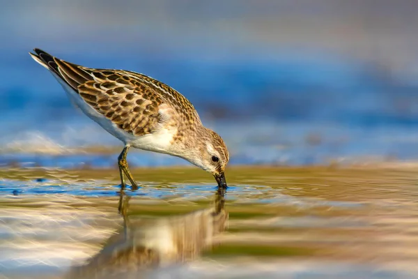 Cute little water bird. Colorful nature background.