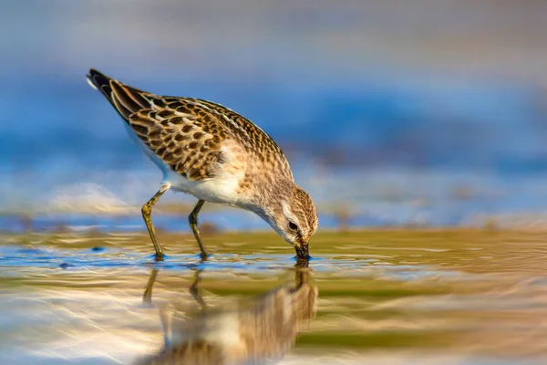 Carino Uccellino Acquatico Sfondo Colorato Natura — Foto Stock