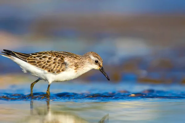 Joli Petit Oiseau Eau Fond Naturel Coloré — Photo