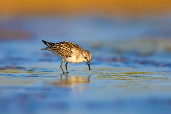 Schattige Kleine Water Vogel Kleurrijke Natuur Achtergrond — Stockfoto